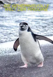 Секреты пингвинов